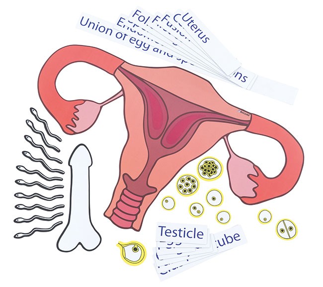 Rozmnožovacia sústava - magnetická sada