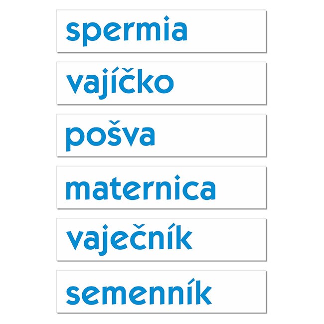 Rozmnožovacia sústava - magnetická sada