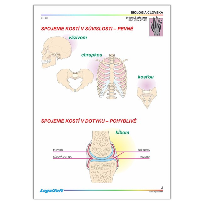 BIOLÓGIA ČLOVEKA pre SŠ, kartónové obrazy