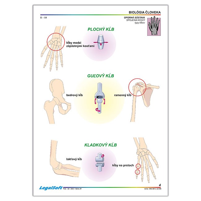 BIOLÓGIA ČLOVEKA pre SŠ, kartónové obrazy