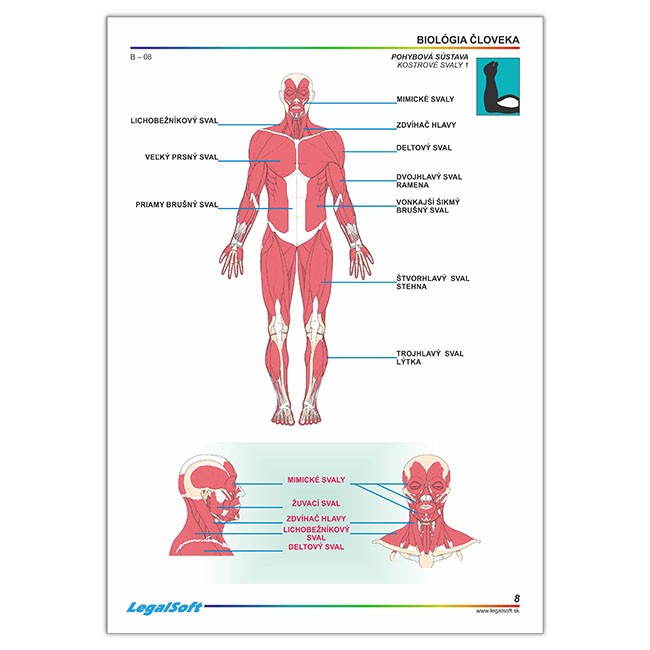 BIOLÓGIA ČLOVEKA pre SŠ, kartónové obrazy