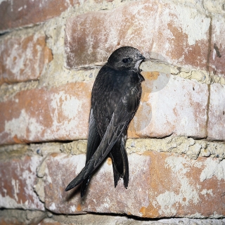 Dažďovník