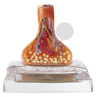 Model synapsie