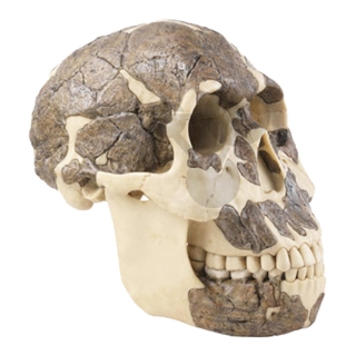 Rekonštrukcia lebky Homo rudolfensis