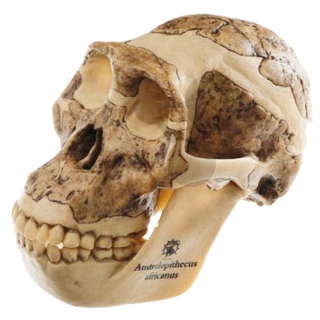 Rekonštrukcia lebky Australopithecus Africanus