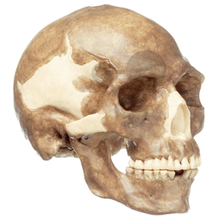 Rekonštrukcia lebky Homo sapiens