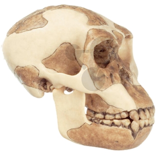 Rekonštrukcia lebky Homo habilis