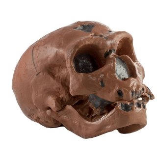 Lebka Homo sapiens neanderthalensis: človek neandrtálsky