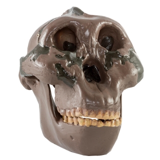 Lebka Australopithecus boisei: Olduvai George H5