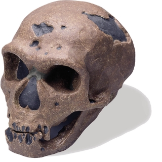 Lebka Homo sapiens neanderthalensis: človek neandrtálsky, vysoko kvalitné prevedenie