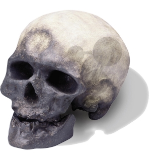 Lebka Homo sapiens sapiens: človek Kromaňonský, vysoko kvalitné prevedenie