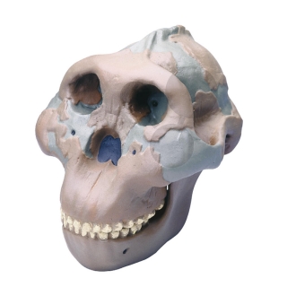 Lebka Australopithecus boisei: Olduvai George H5, vysoko kvalitné prevedenie