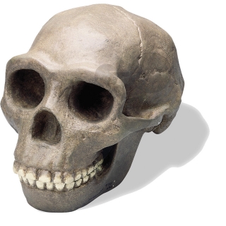 Lebka Homo erectus pekinensis: Sinanthropus, vysoko kvalitné prevedenie
