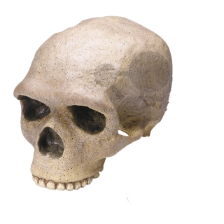 Lebka Homo sapiens archaický: Steinheim, vysoko kvalitné prevedenie