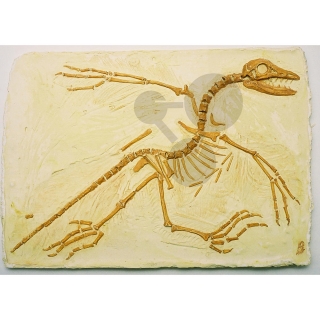 Archeopteryx